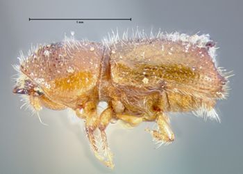 Media type: image;   Entomology 1003 Aspect: habitus lateral view